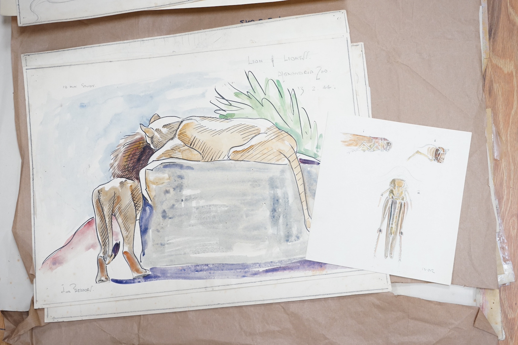 Ivor Beddoes (1909-1981), a folio of works to include oils and watercolours, some life drawings, portraits and studies of animals from Alexandria Zoo, some signed and dated, largest 38 x 59cm, unframed. Condition - varie